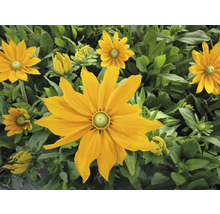 Gelbe Rudbeckia Blumen mit grünen Blättern