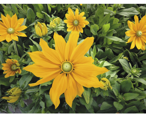 Gelbe Rudbeckia Blumen mit grünen Blättern