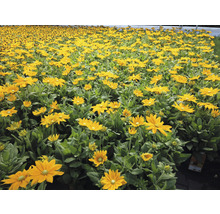 Feld mit Rudbeckia Blumen