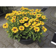 Strahlende Rudbeckia in einem Pflanzgefäß