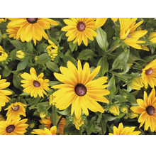 Nahaufnahme von Rudbeckia Pflanzen mit gelben Blütenblättern
