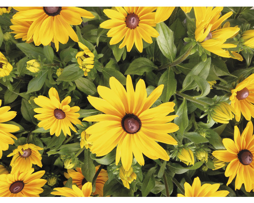 Nahaufnahme von Rudbeckia Pflanzen mit gelben Blütenblättern