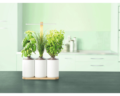 Kräutergarten mit Basilikum, Schnittlauch und Minze in weißen Töpfen auf einem Tisch