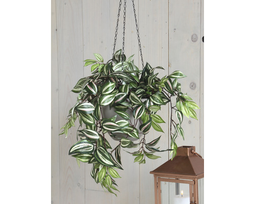 Hängepflanze mit grün-weißen Blättern in einem Topf mit Kettenaufhängung