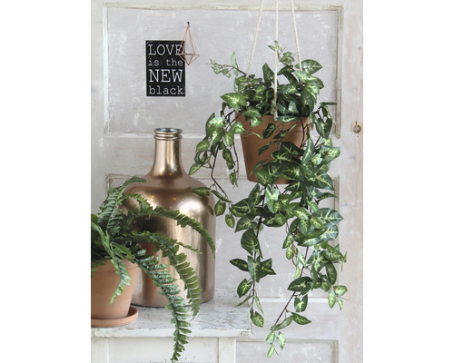Dekorative Szene mit Hängepflanze, Farn im Topf und goldener Flasche auf einem Regal.