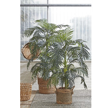 Zwei Areca-Palmen in geflochtenen Körben auf einem gemusterten Teppich vor einem Fenster.