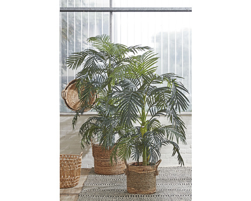 Zwei Areca-Palmen in geflochtenen Körben auf einem gemusterten Teppich vor einem Fenster.
