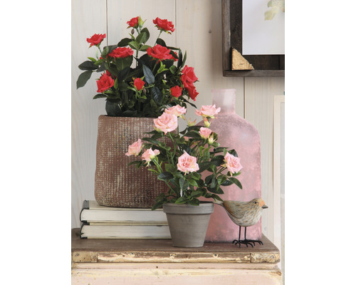 Dekorative Szene mit Rosen in Töpfen auf einem Tisch