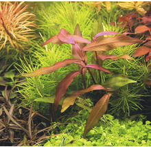Aquarienpflanzen mit grünen und rötlichen Blättern im Detail