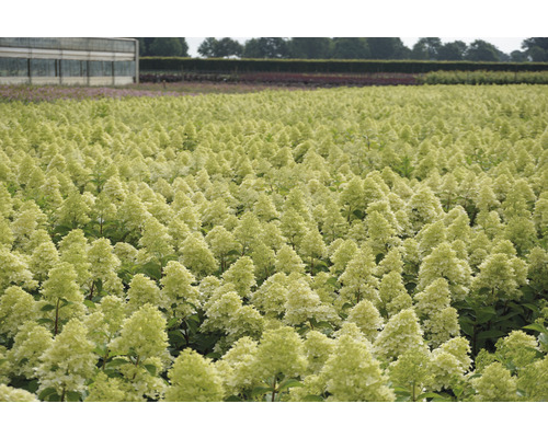 Feld mit zahlreichen Hortensien