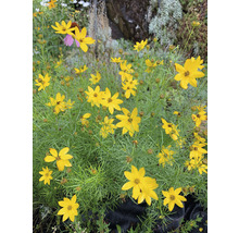 Mädchenauge Quirlblättriges Mädchenauge FloraSelf Coreopsis verticillata H 10-40 cm Co 3 L