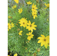 Mädchenauge Quirlblättriges Mädchenauge FloraSelf Coreopsis verticillata H 10-40 cm Co 3 L