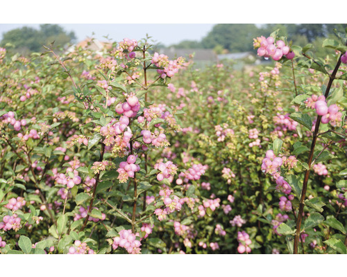 Feld mit Schneebeerenpflanzen