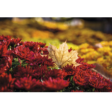 Nahaufnahme von roten Chrysanthemen mit einem Ahornblatt