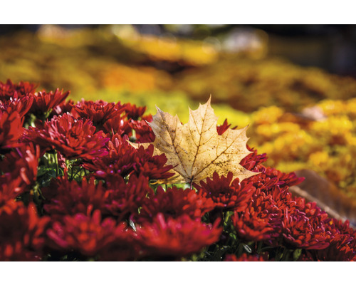 Nahaufnahme von roten Chrysanthemen mit einem Ahornblatt