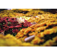 Nahaufnahme von roten und gelben Chrysanthemen mit einem einzelnen Blatt