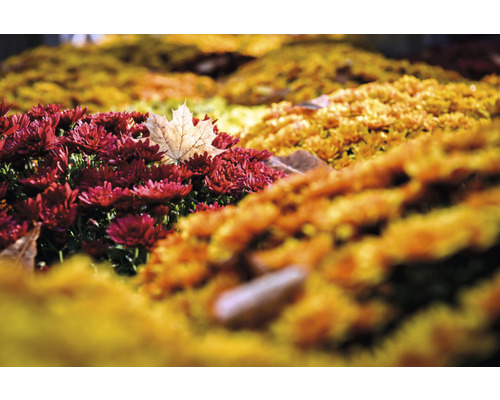Nahaufnahme von roten und gelben Chrysanthemen mit einem einzelnen Blatt