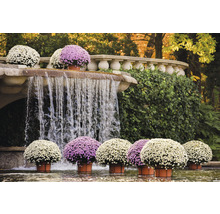 Brunnenanlage mit Kaskade und herbstlichen Topfblumen