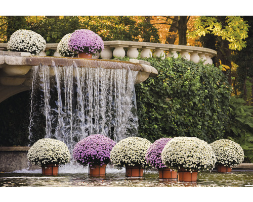 Brunnenanlage mit Kaskade und herbstlichen Topfblumen