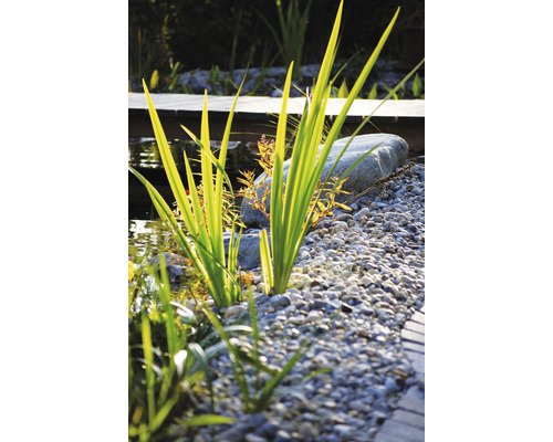 Nahaufnahme eines Gartenteichs mit Pflanzen, Steinen und Kies