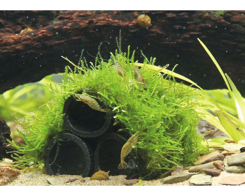 Aquariumdekoration mit Moos und Garnelen