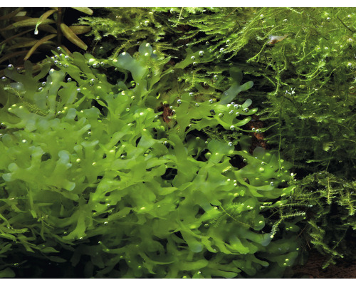 Aquariumpflanze Lebermoos im Detail