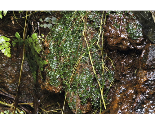 Nahaufnahme von Moos auf einem Felsen