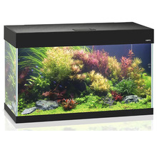 Aquarium mit Pflanzen und Fischen
