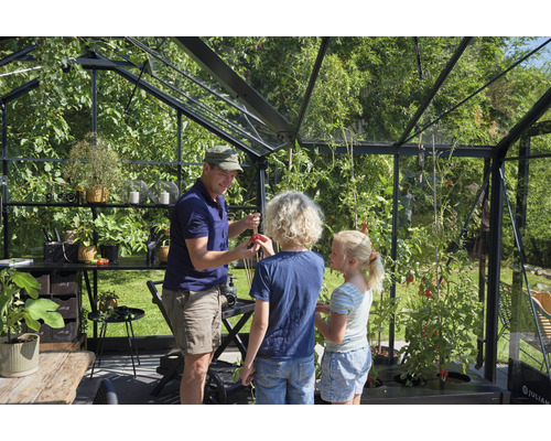 Familie erntet Tomaten im Gewächshaus mit Glaswänden und Regalen für Pflanzen.