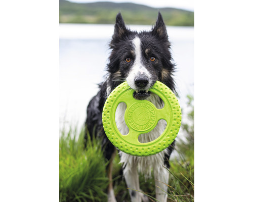Ein Hund hält einen Frisbee im Maul.
