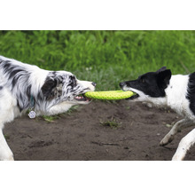 Zwei Hunde ziehen an einem Spielzeugfrisbee