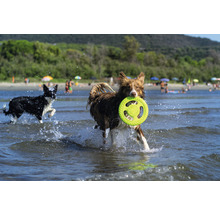 Zwei Hunde spielen mit einer Frisbeescheibe im Wasser.