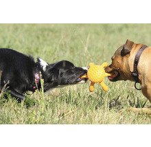 Zwei Hunde spielen mit einem Hundespielzeug im Freien.