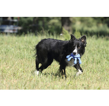 Ein Border Collie trägt ein Spielzeug im Maul auf einer Wiese