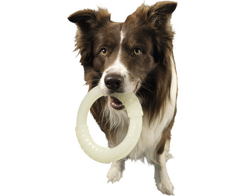 Border Collie hält einen Hundespielzeugring im Maul