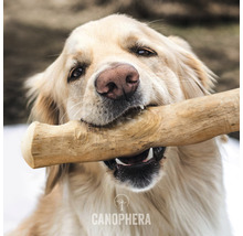 Golden Retriever hält Holzspielzeug im Maul