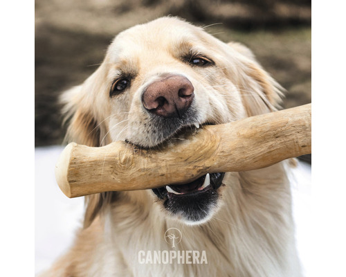 Golden Retriever hält Holzspielzeug im Maul
