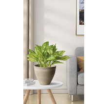 Pflanzgefäß Lafiora Kunststein Ø 35 cm H 29 cm taupe