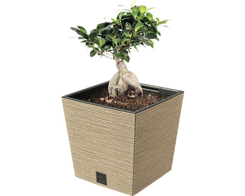 Bonsai-Feige im eckigen Pflanzgefäß für den Innenbereich