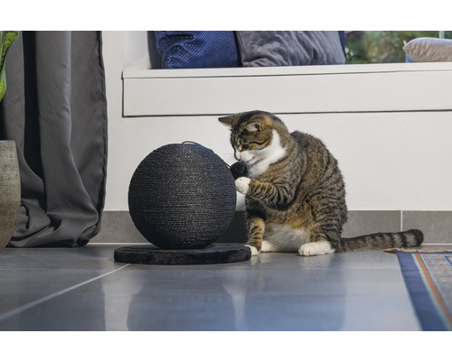 Katze spielt mit einem Ballkratzbaum im Wohnzimmer.