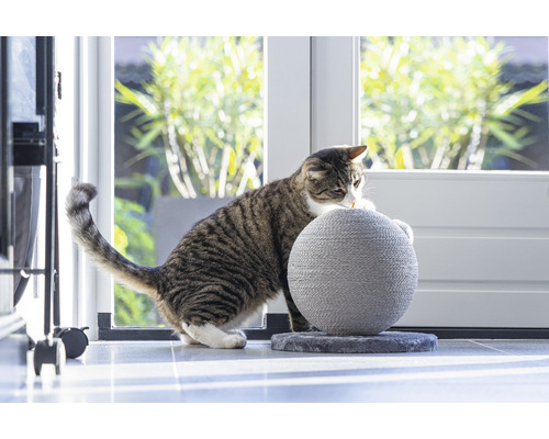 Getigerte Katze an einem Kratzball im Innenbereich