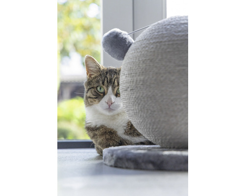 Getigerte Katze hinter Kratzbaum