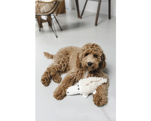 Ein lockiger Hund liegt mit einem Krokodil-Spielzeug auf dem Boden.