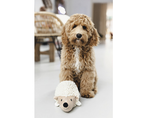 Ein Hund sitzt neben einem Plüsch-Igel auf dem Boden.