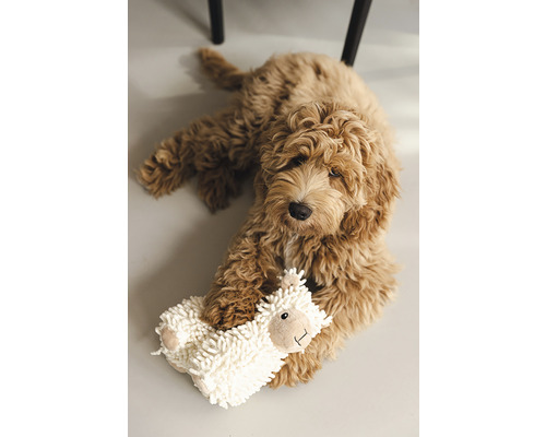 Goldendoodle-Welpe liegt mit einem Schaf-Kuscheltier auf dem Boden