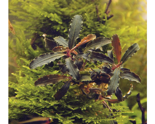 Aquarienpflanze mit grünen Blättern vor Moos