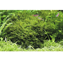 Aquarium-Moos mit Garnelen