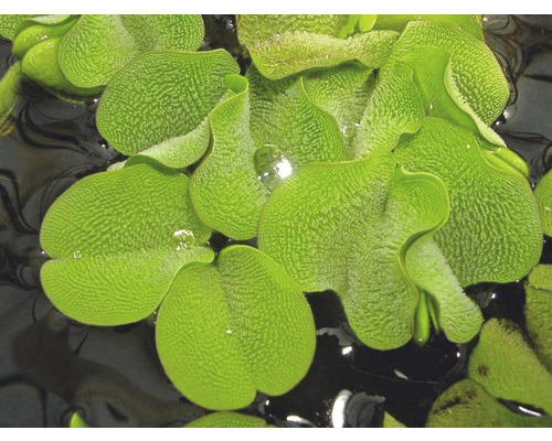 Nahaufnahme von Muschelblumen im Wasser.