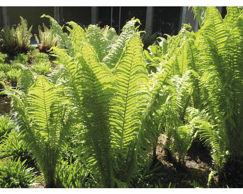 Nahaufnahme von Farnen im Garten.