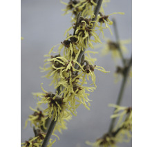 Zaubernuss FloraSelf Hamamelis intermedia 'Arnold Promise' H 60-80 cm Co 7,5 L Winterblüher